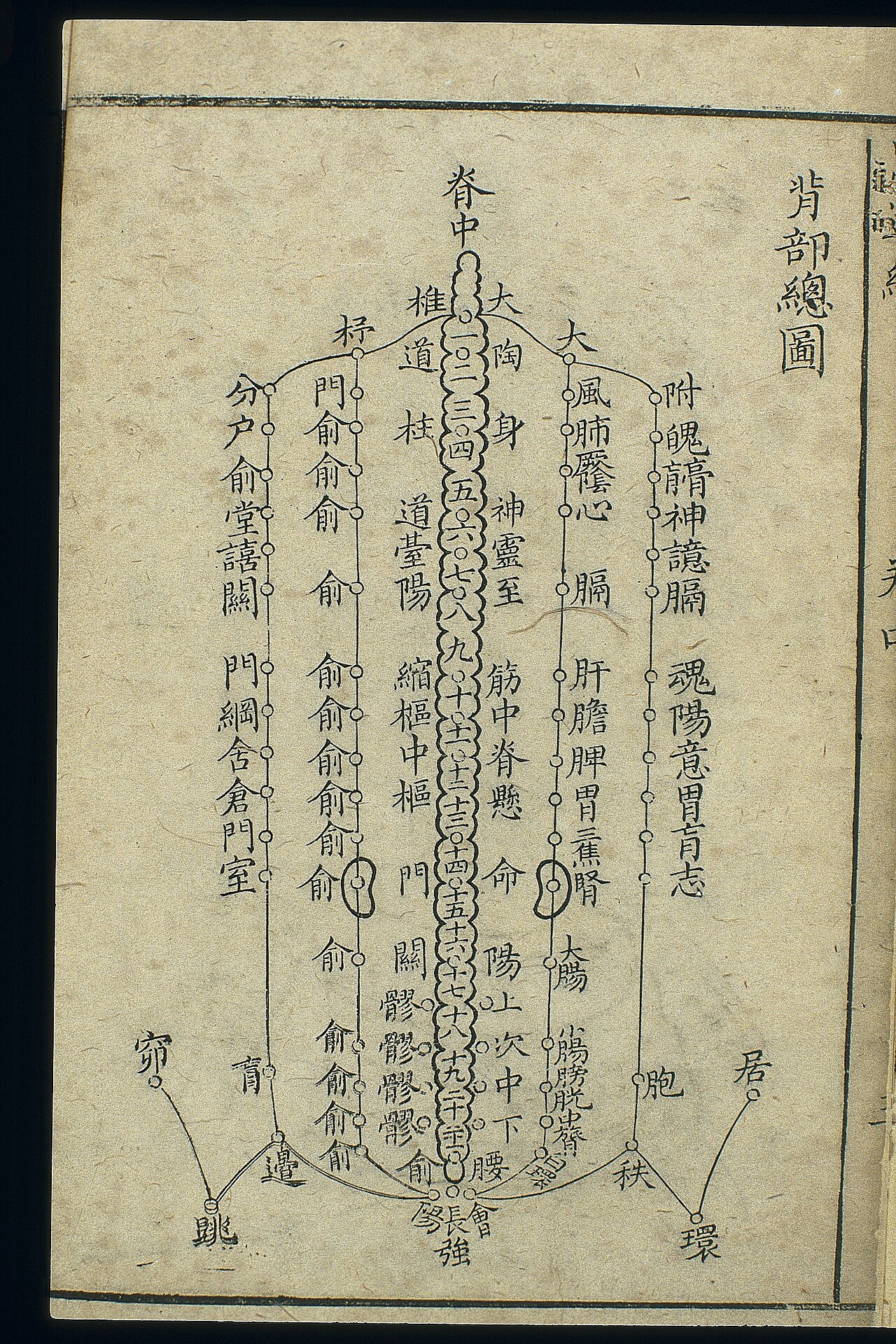 المثانة (足太阳膀胱经)